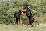 DOBERMANN 411